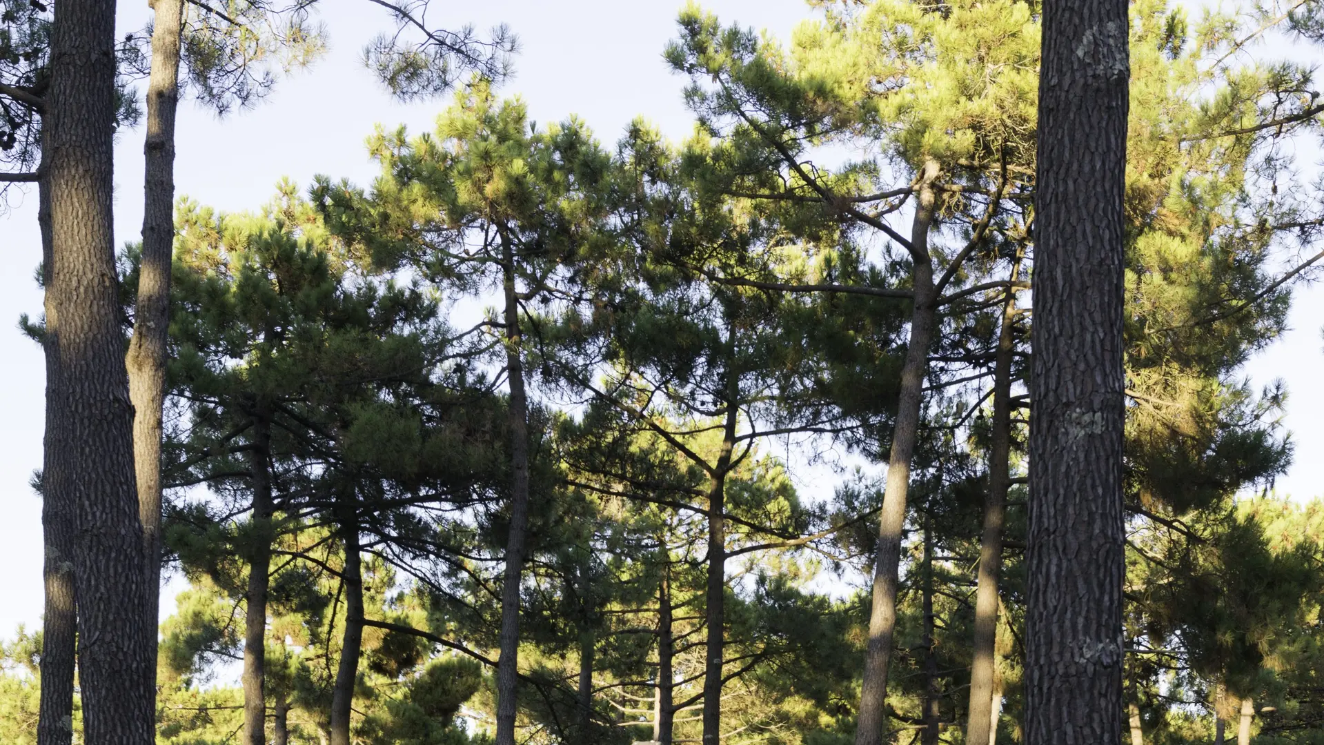 petanque_camping medoc-plage