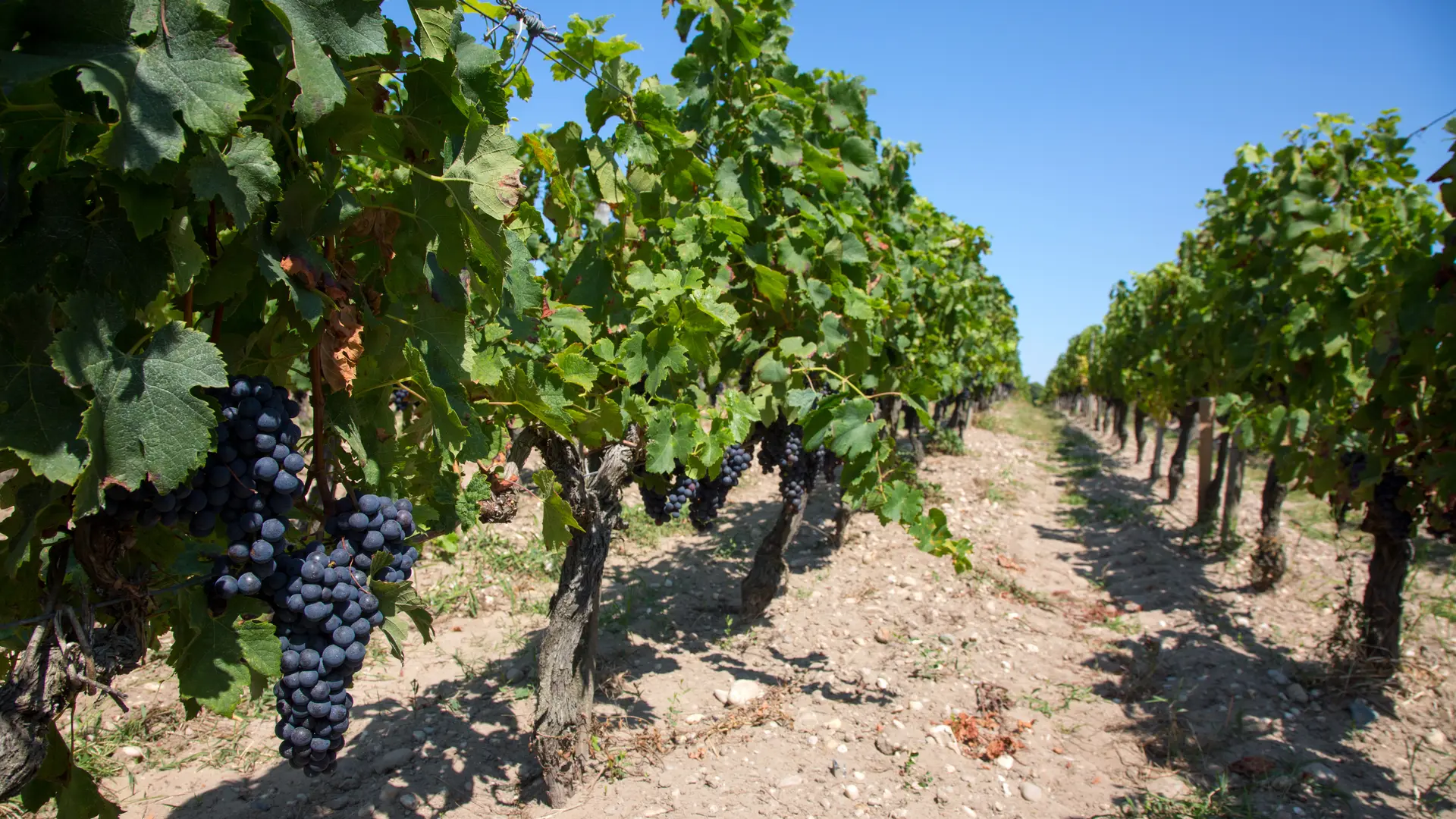 Rang de vignes