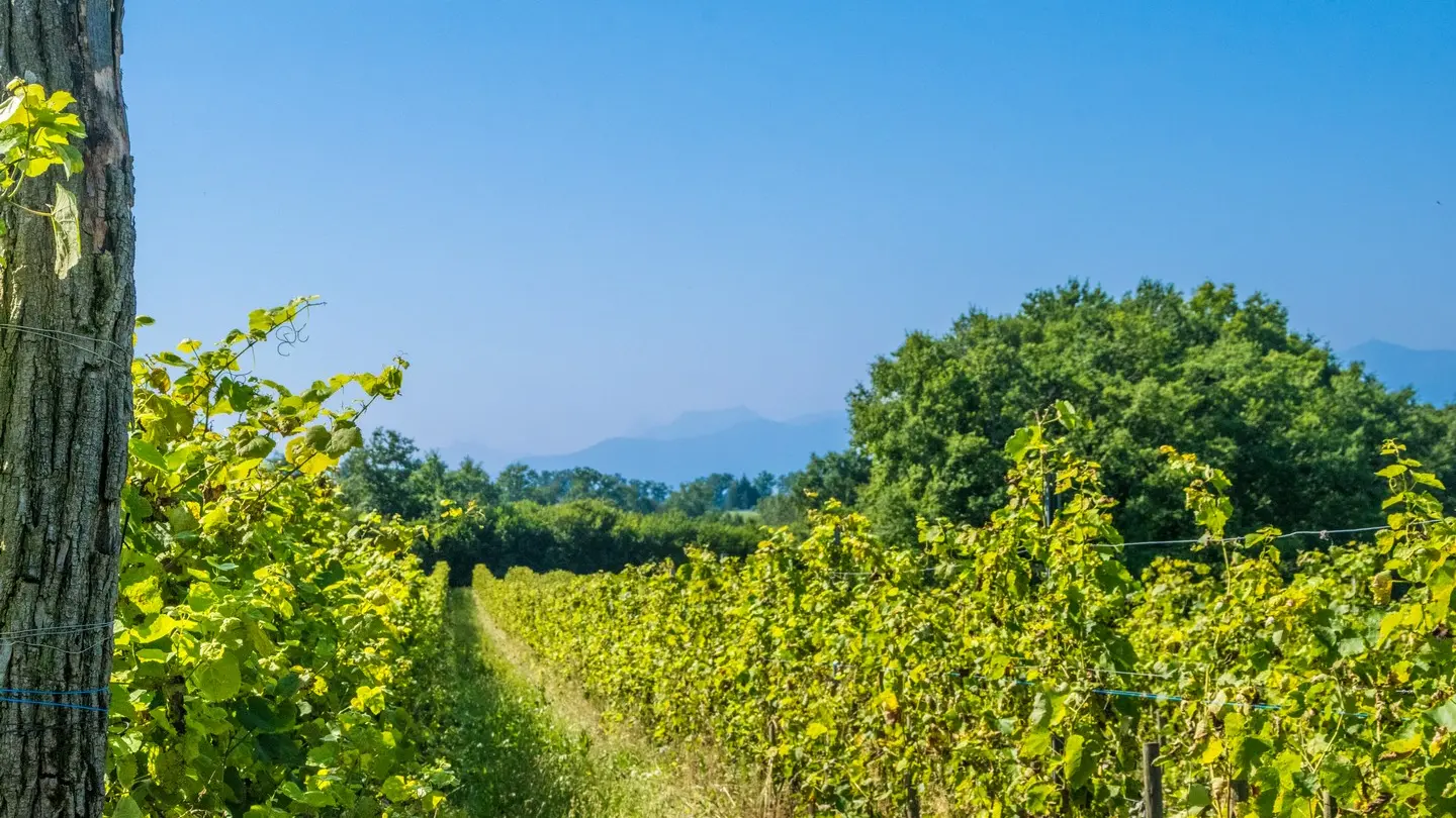 rando-pau-aubertin-de-la-helere-a-la-baise-09