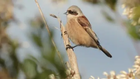 La belle rémiz hiverne dans les roselières