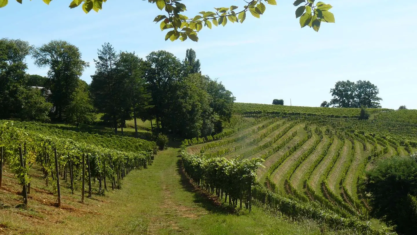 Domaine de Souch - Laroin - vignoble