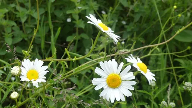 10.Des granges de Lias à Soulan-fleurs WEB