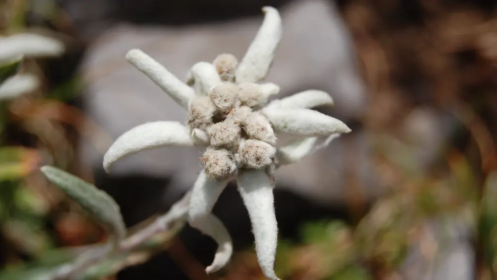 Vous êtes bien à la résidence EDELWEISS