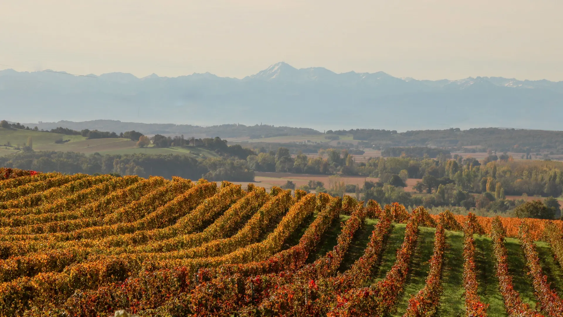 Vignes beaumarchés @Domaine La Rose
