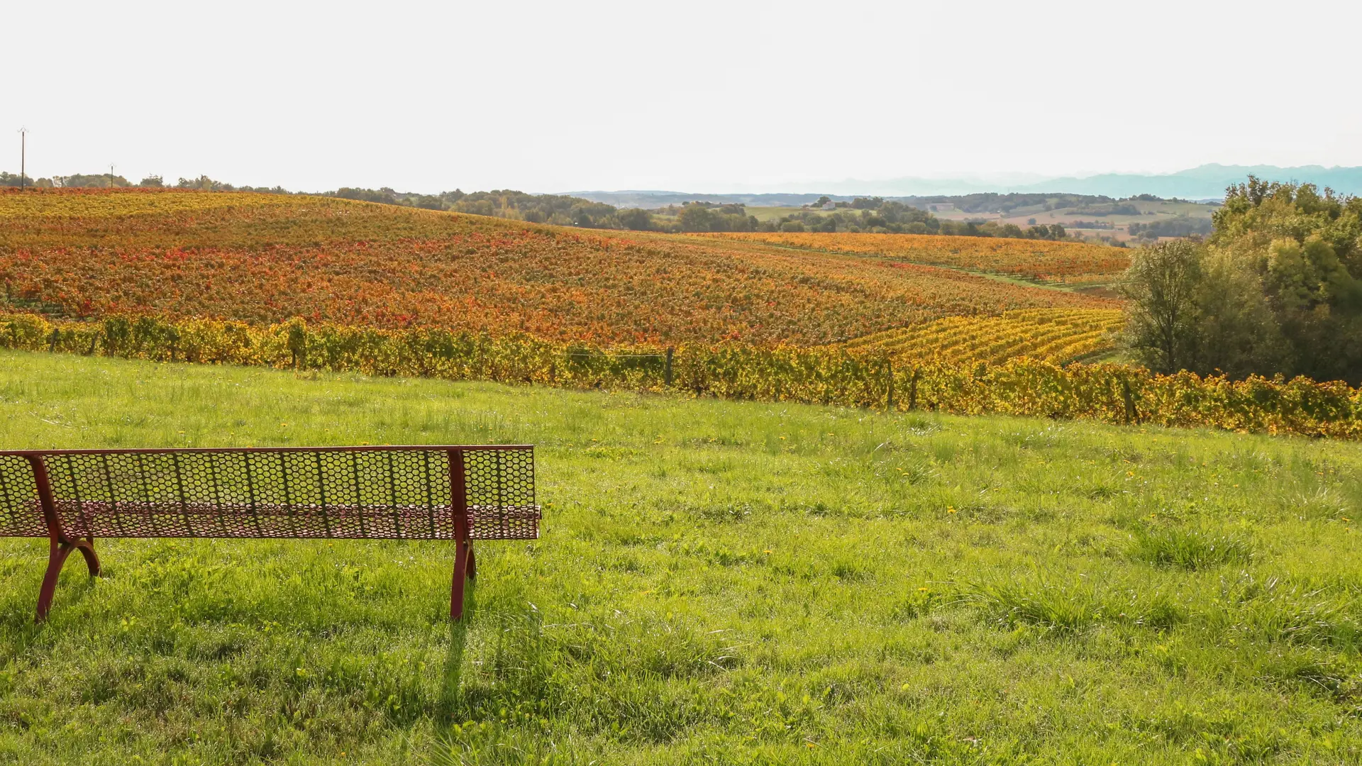 Vignes @Domaine la Rose