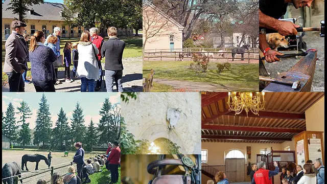 Visites guidées du Haras