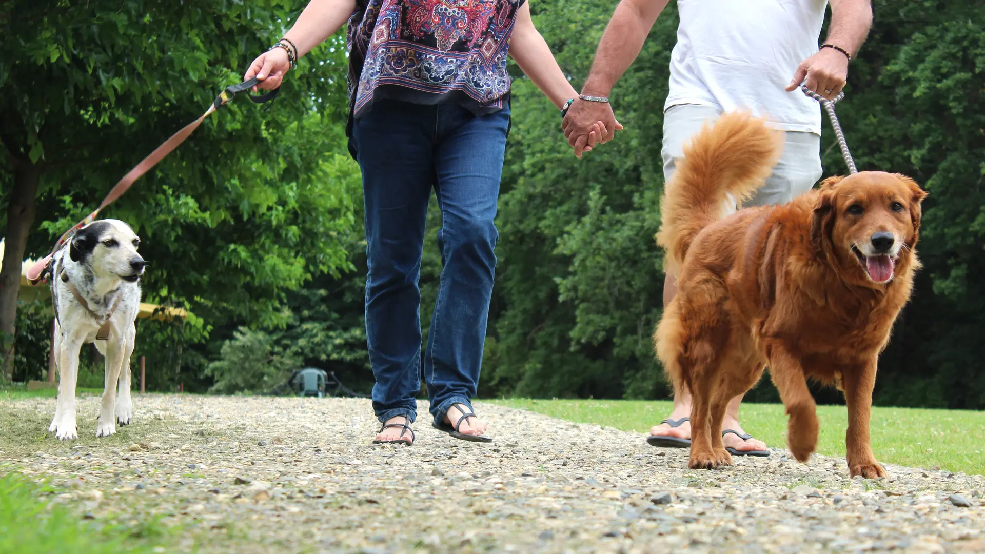 Amoureux et chiens vacances