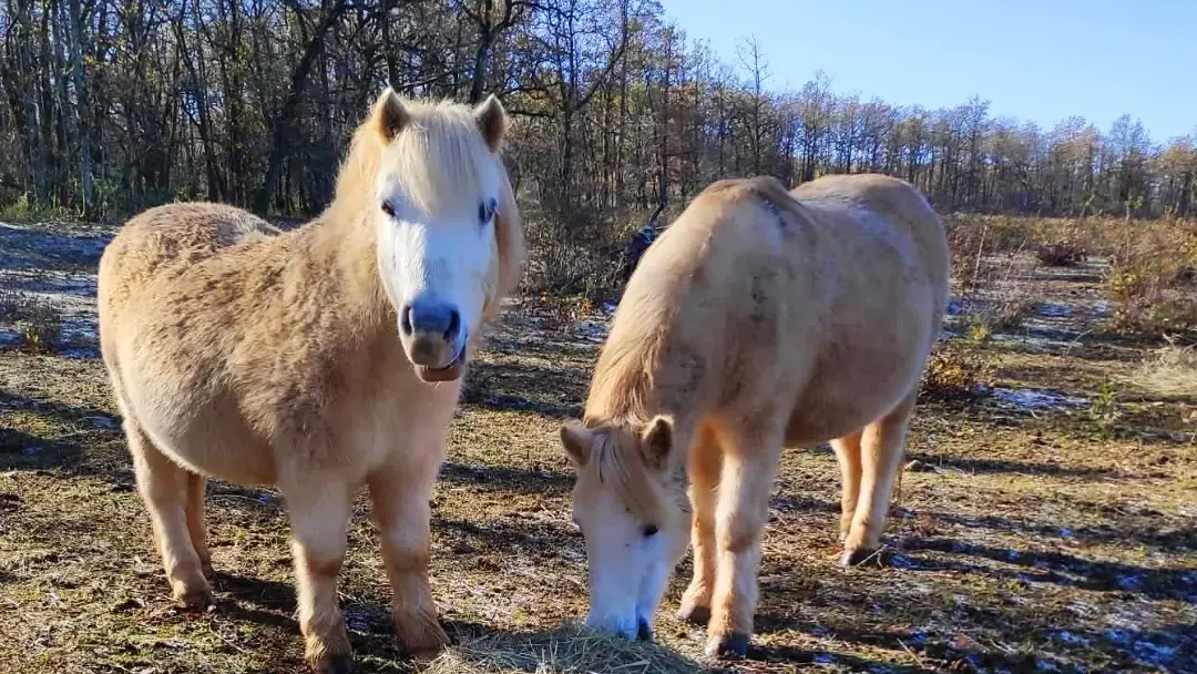 Balade à cheval©Halte de d'Artagnan (4)