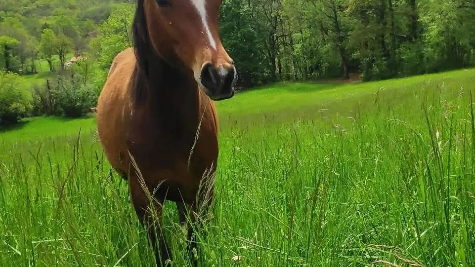 Balade à cheval©Halte de d'Artagnan (5)
