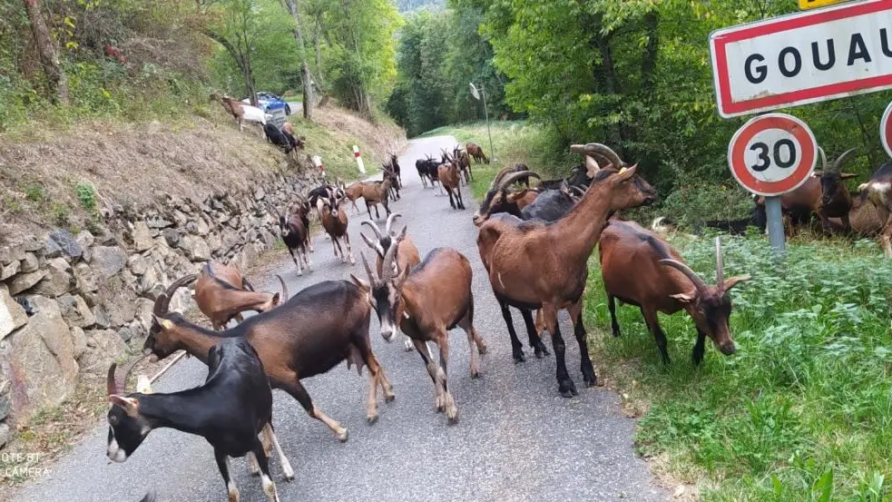 CHEVRERIE DE GOUAUX3