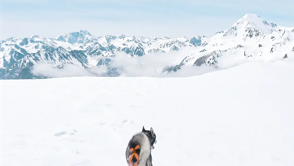 Cani-raquettes en val d'Azun