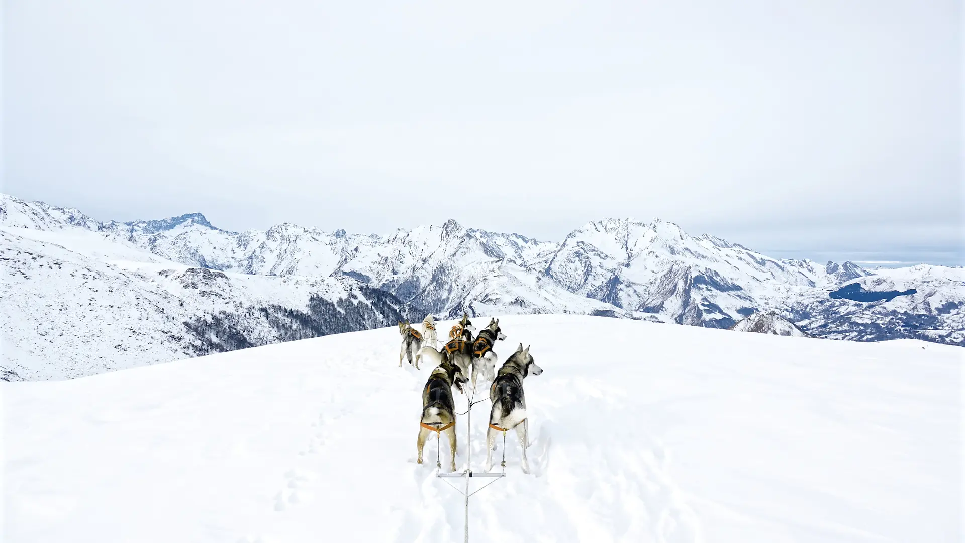 Chiens de traineau en val d'Azun