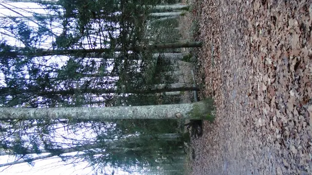 Bois de Lourdes, vue de la forêt