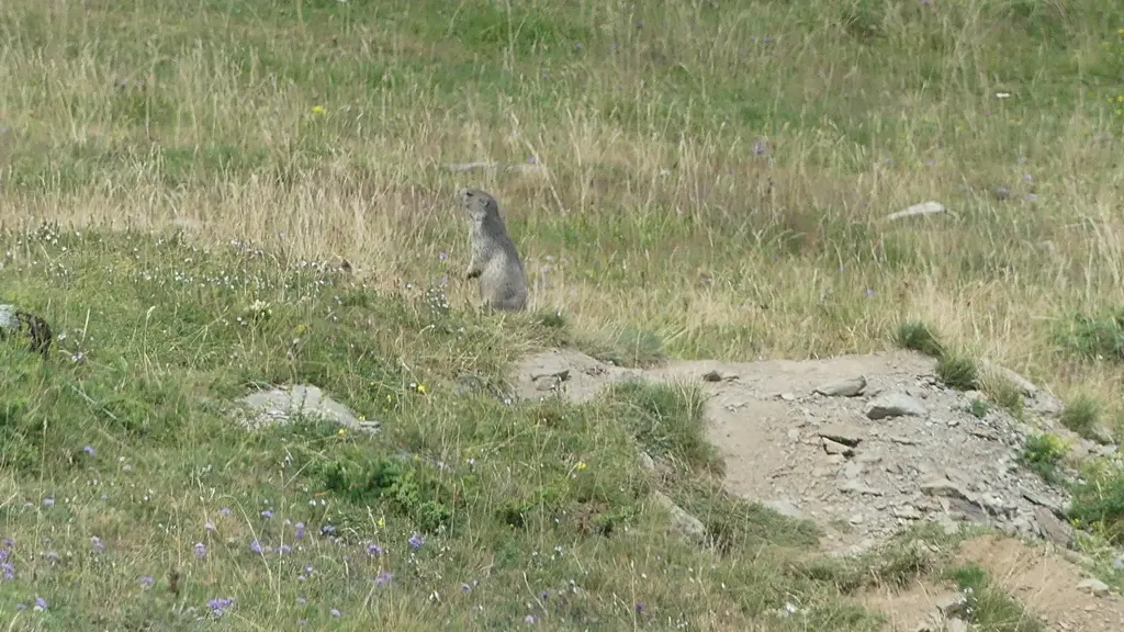pla d'adet marmottes