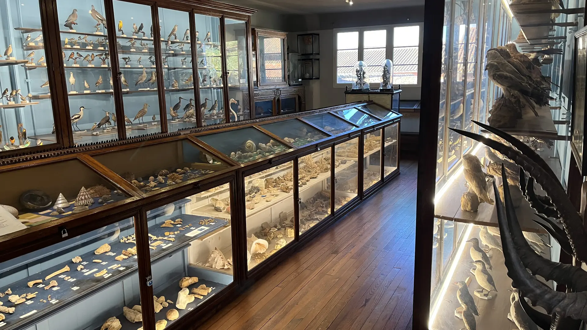 Museum_d_histoire_naturelle_1