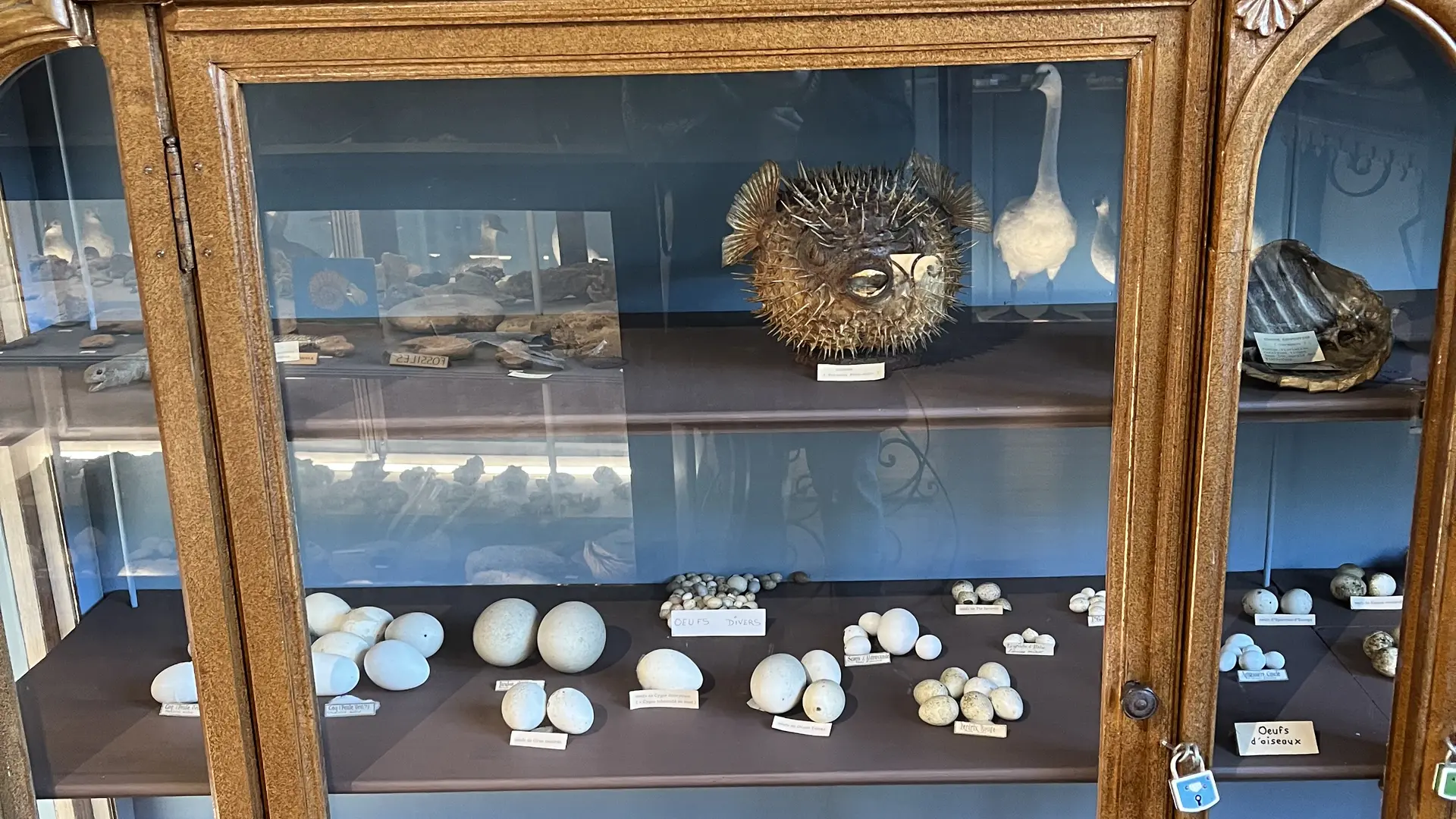 Museum_d_histoire_naturelle_8
