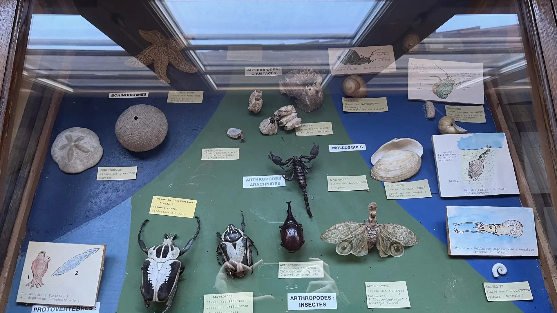Museum_d_histoire_naturelle_7