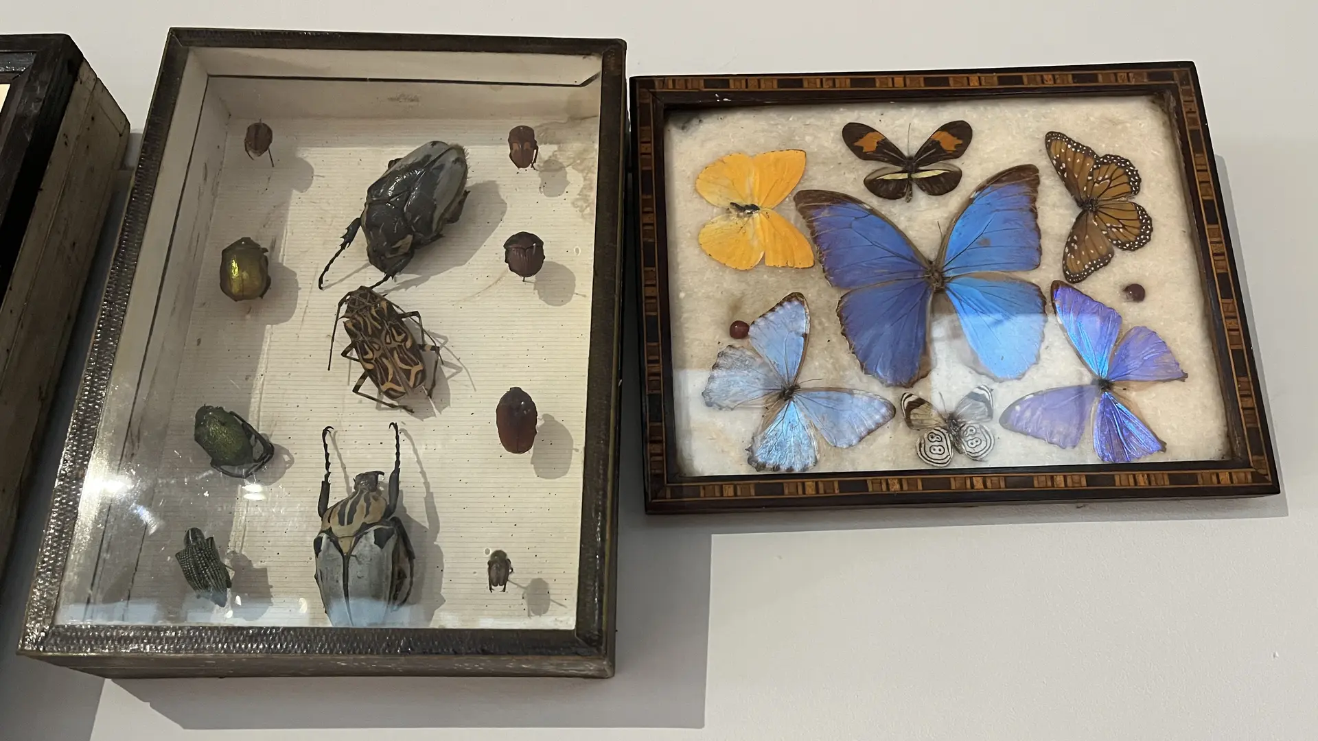 Museum_d_histoire_naturelle_2