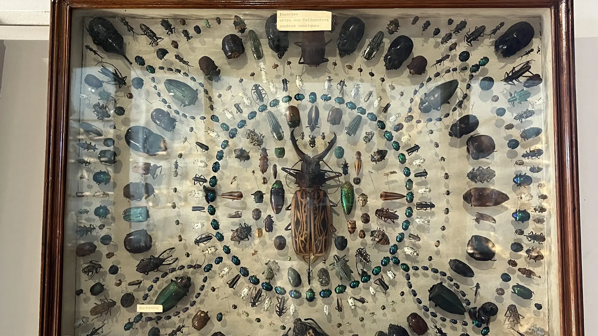 Museum_d_histoire_naturelle_4
