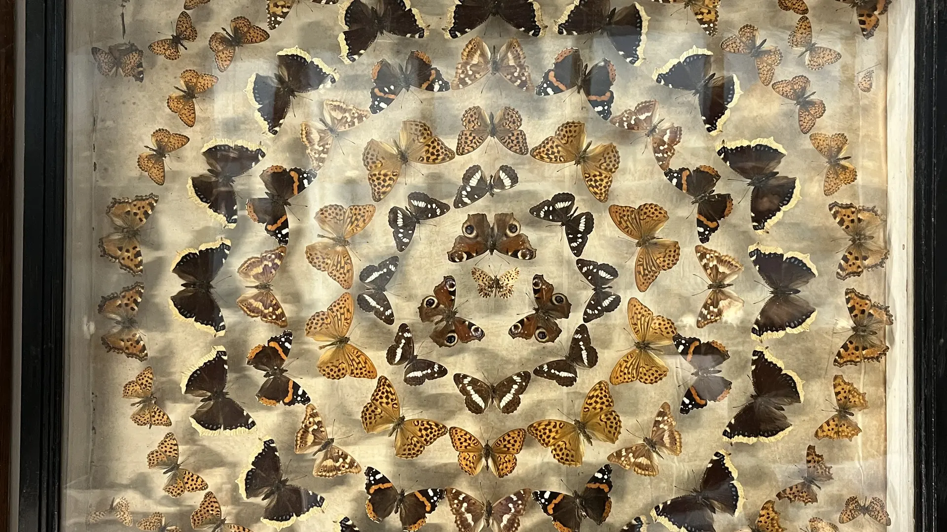 Museum_d_histoire_naturelle_3