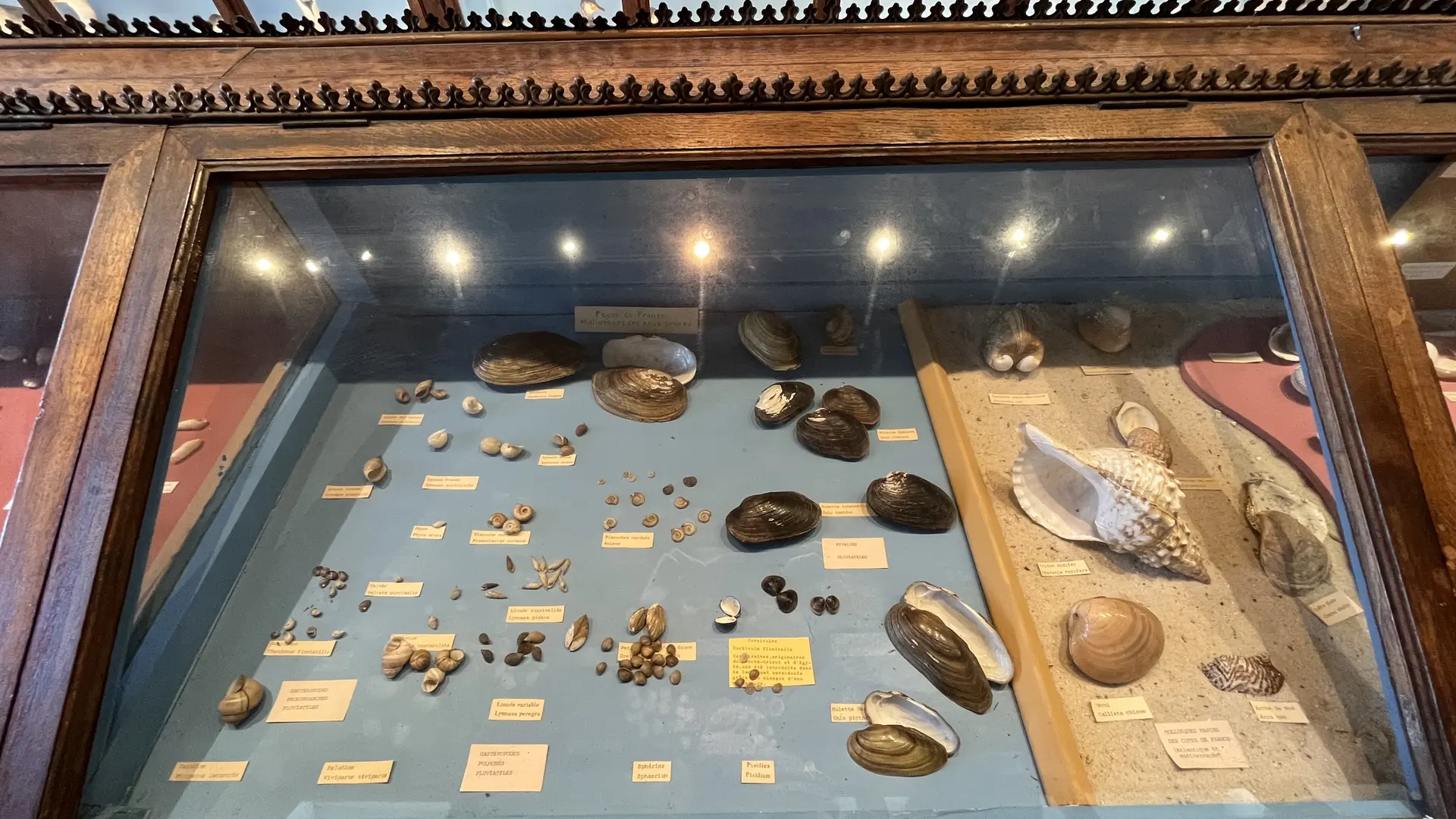Museum_d_histoire_naturelle_9