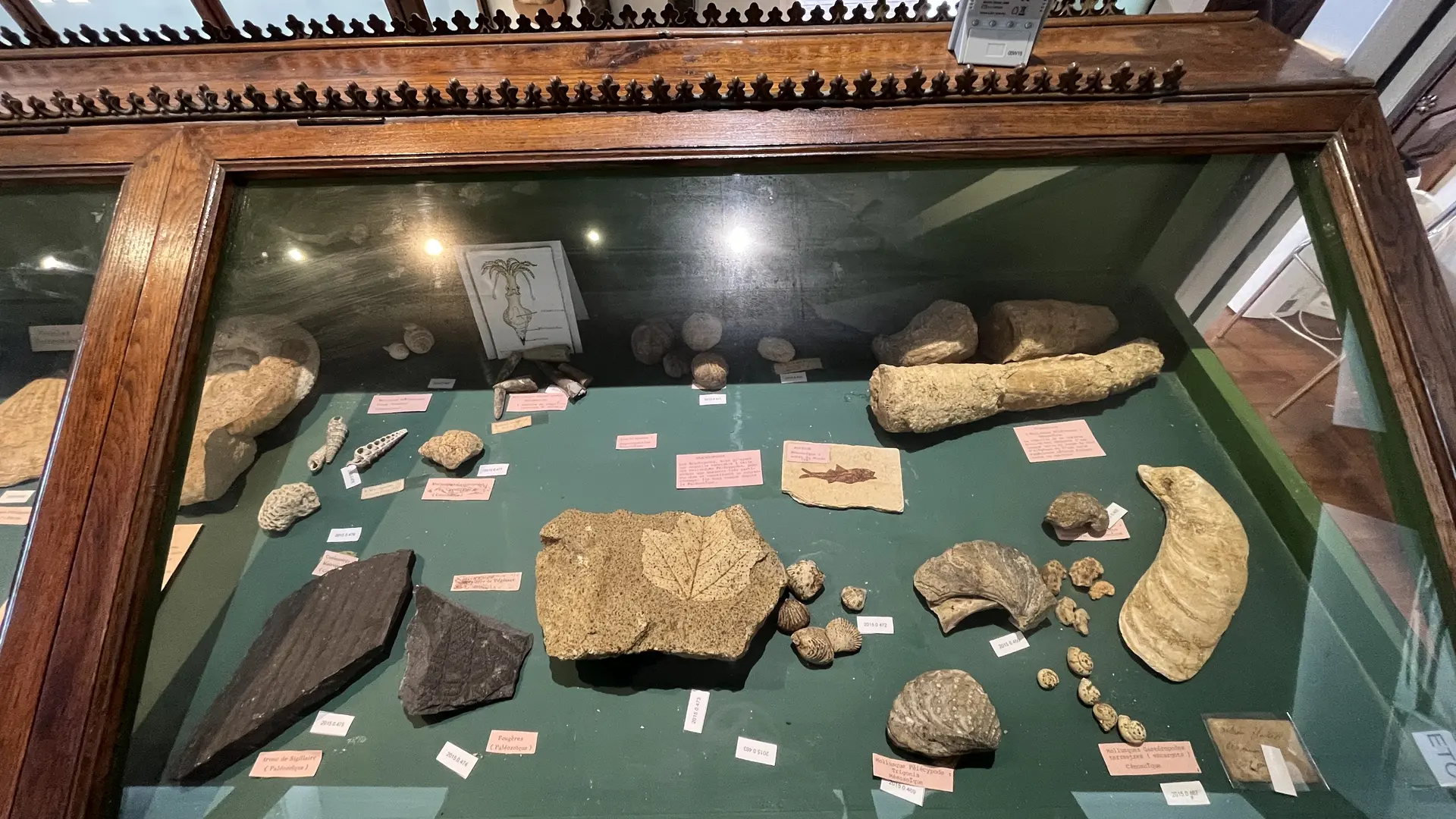 Museum_d_histoire_naturelle_6