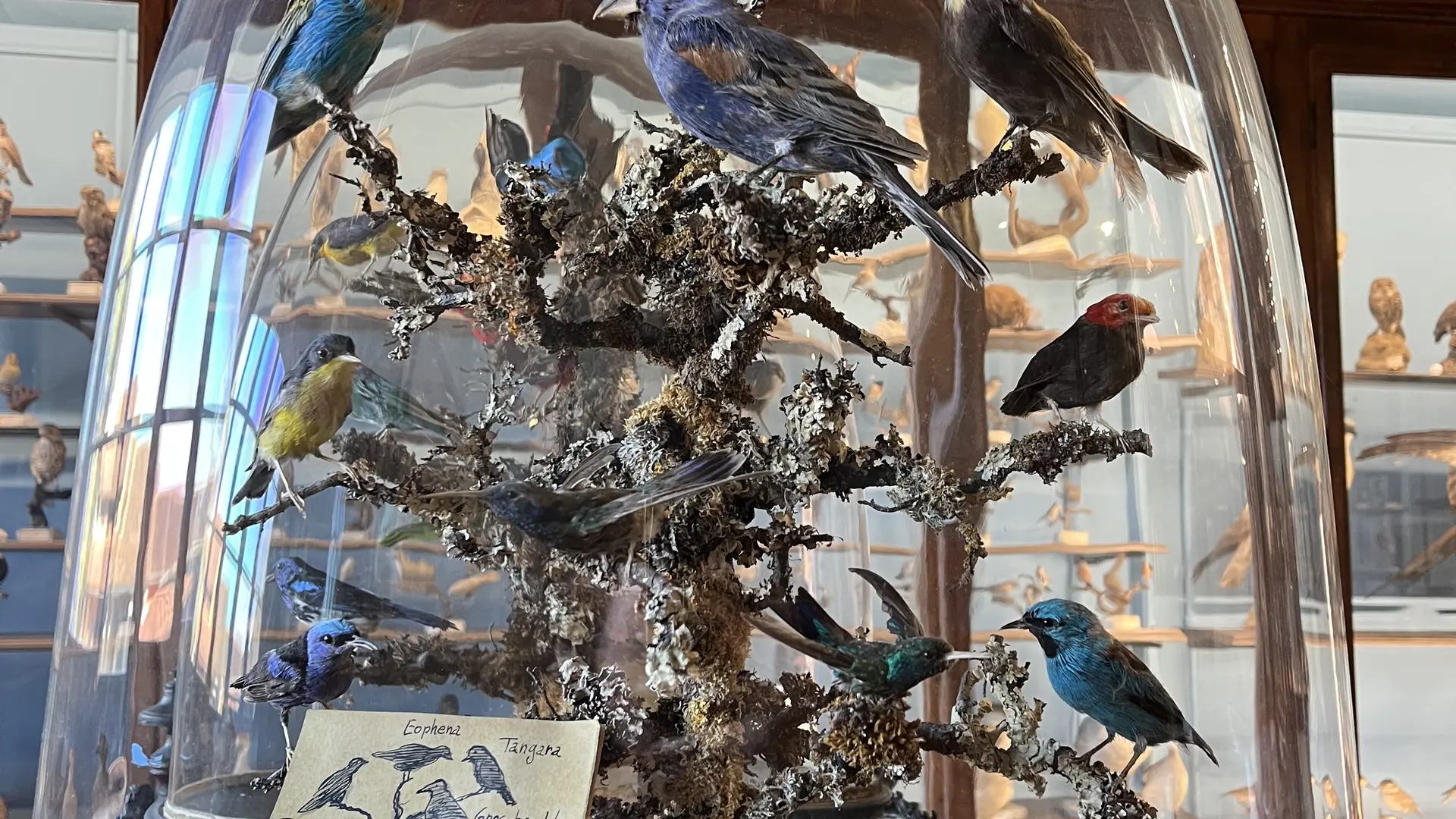 Museum_d_histoire_naturelle_5