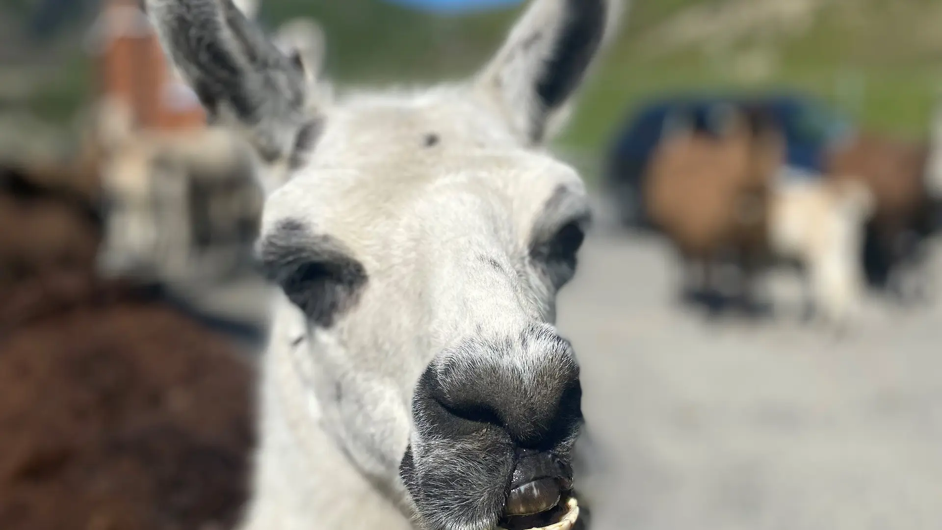 LAMA