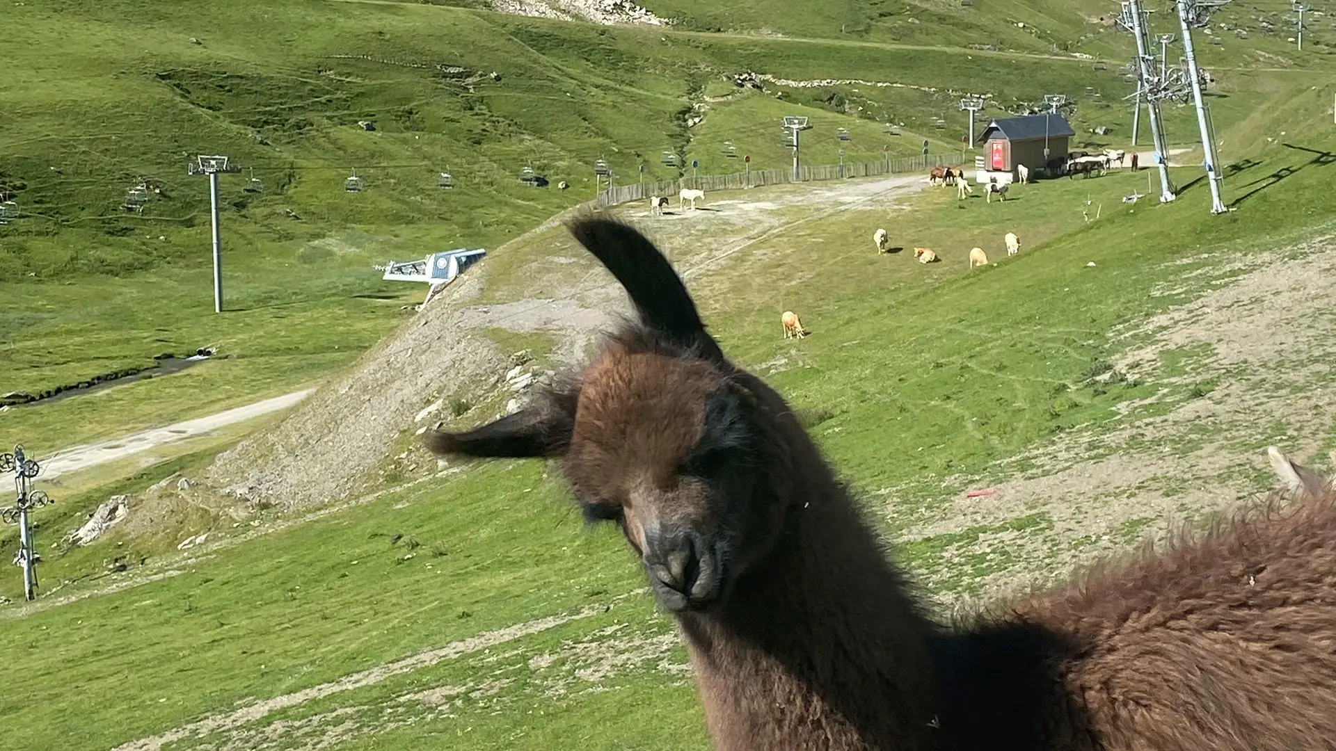LAMA