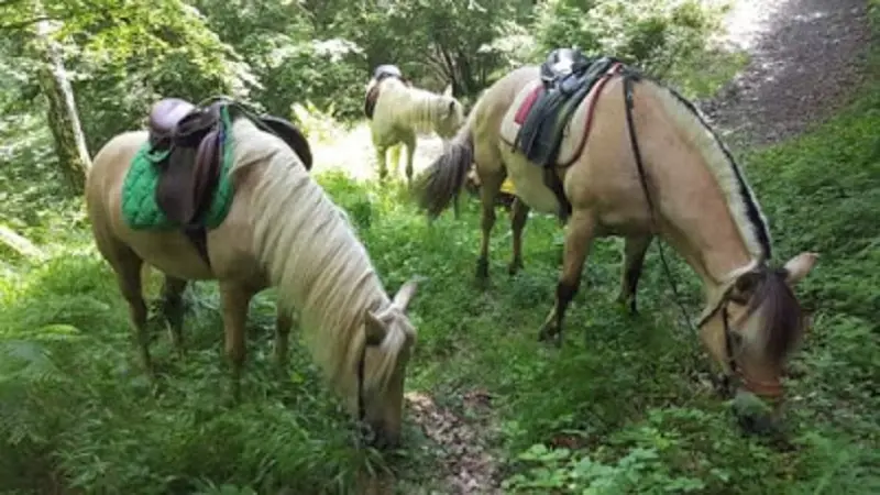 La ferme du poney fringuant - 1