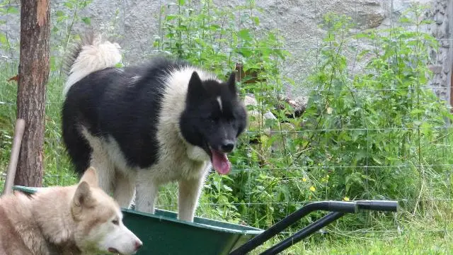 Le Repaire des Huskys - Neste au boulot WEB