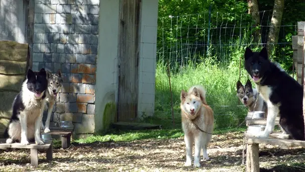 Le Repaire des Huskys au repos WEB