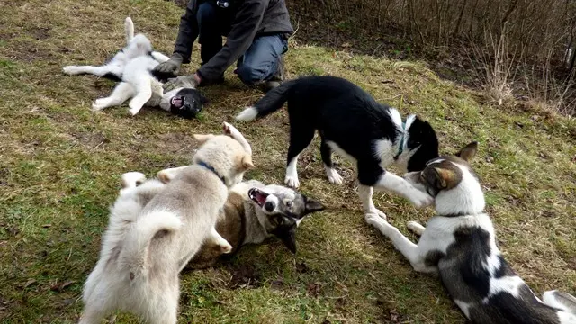 Le Repaire des Huskys en action WEB