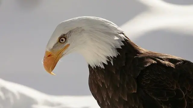 Les aigles d'Aure 2