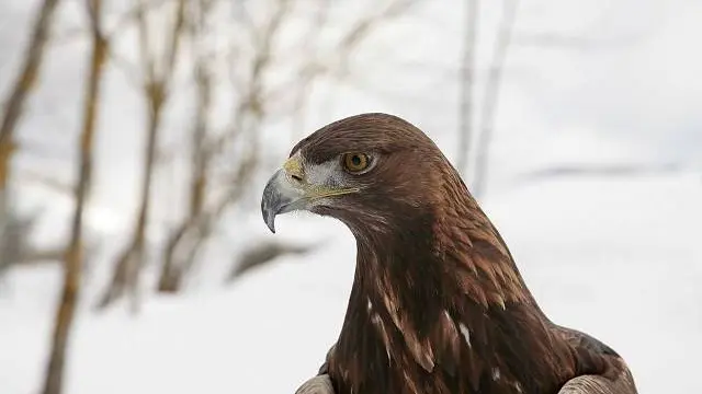 Les aigles d'Aure