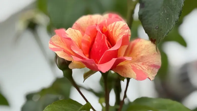 Lourdes Le Domaine de Rose