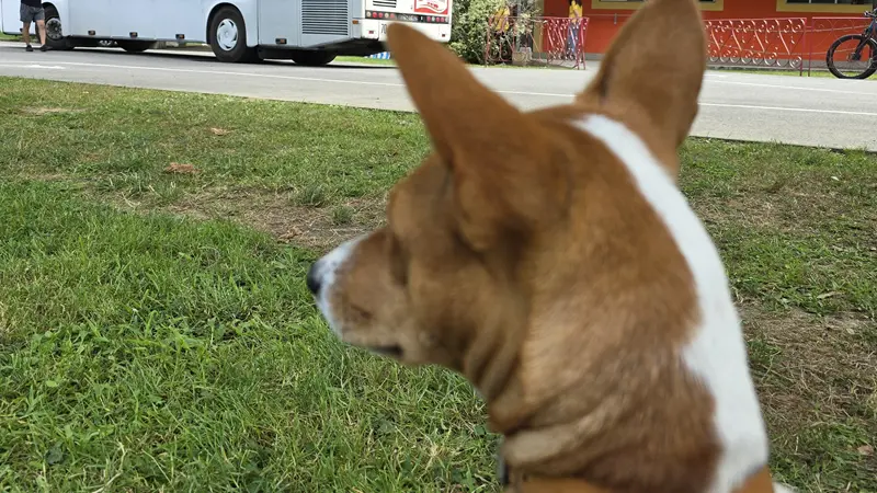 Pet sitter - chien 1