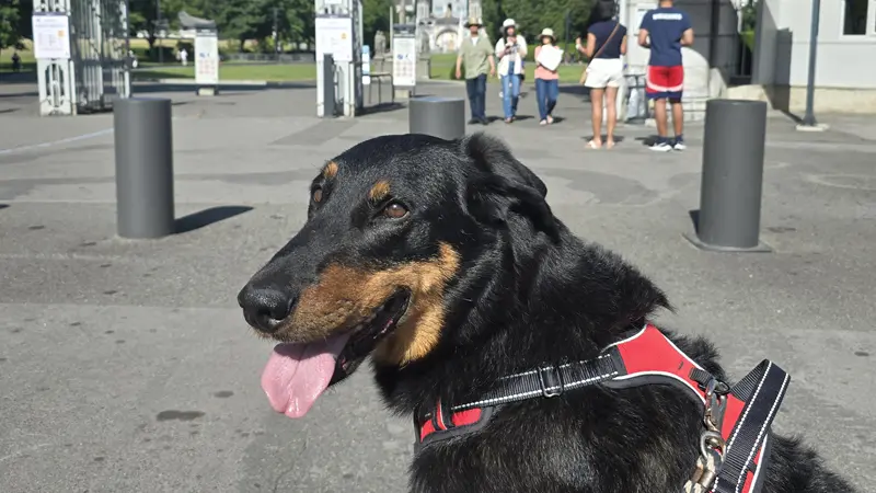 Pet sitter - chien Sanctuaire