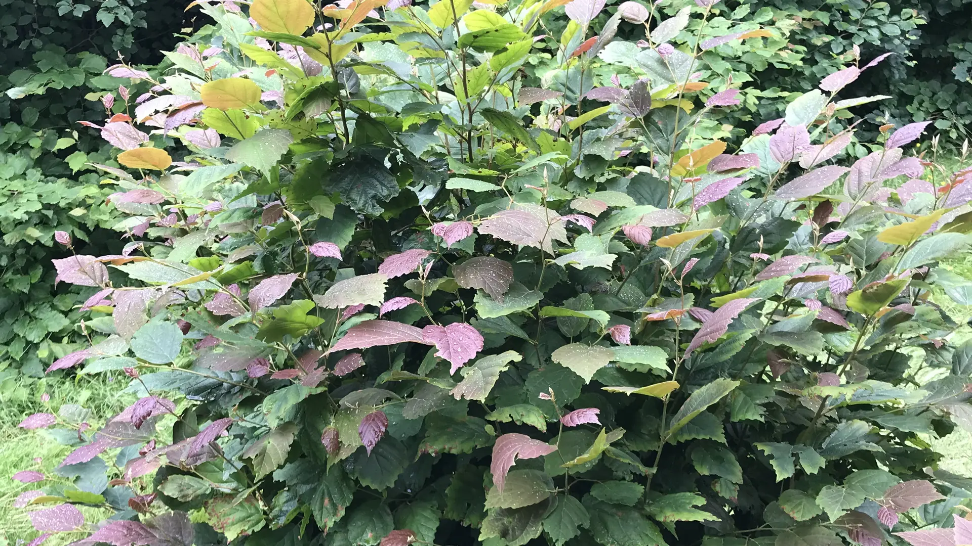 Plantation d'Hamamélis