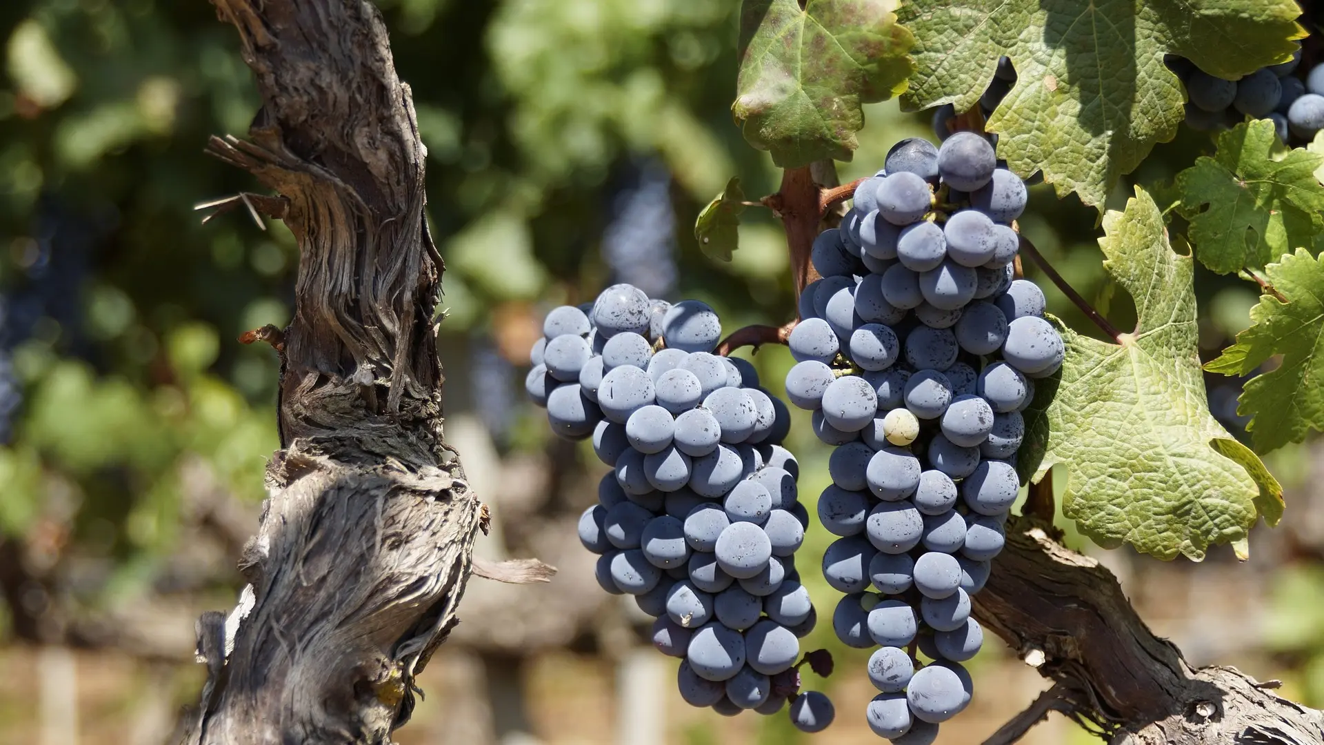 Rraisin rouge cèpe vigne © kuhpaulinchen Pixabay