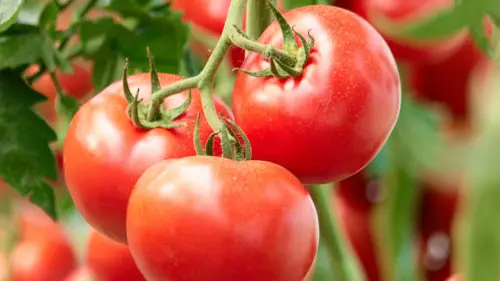 Tomate produites Aux Aussat © Eauzons copie