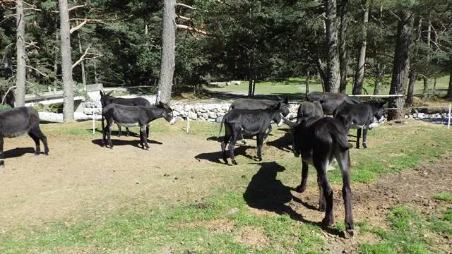 BALADE EN ANE EN VALLEE DU RIOUMAJOU