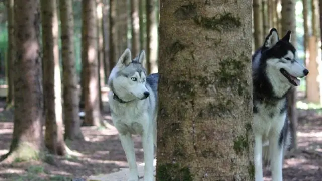 VISITE PARC CHIEN DE TRAINEAU WEB