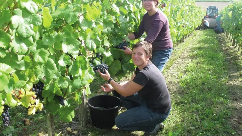 Vendanges © domaine sergent