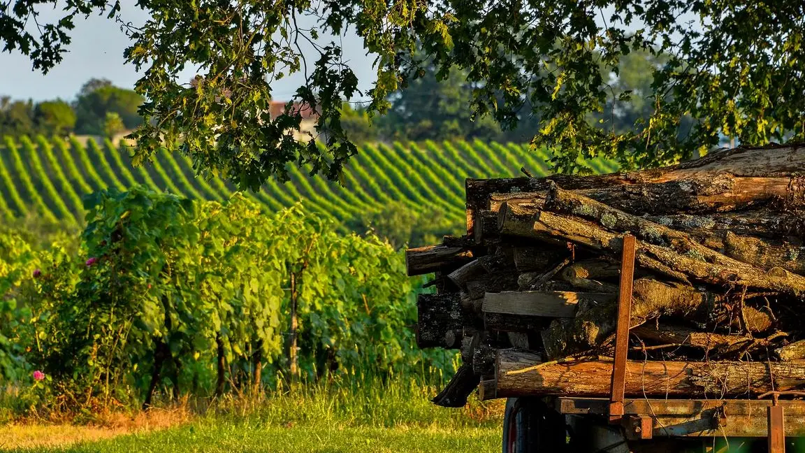 Vigne Domaine Moulié © Michel Carossio
