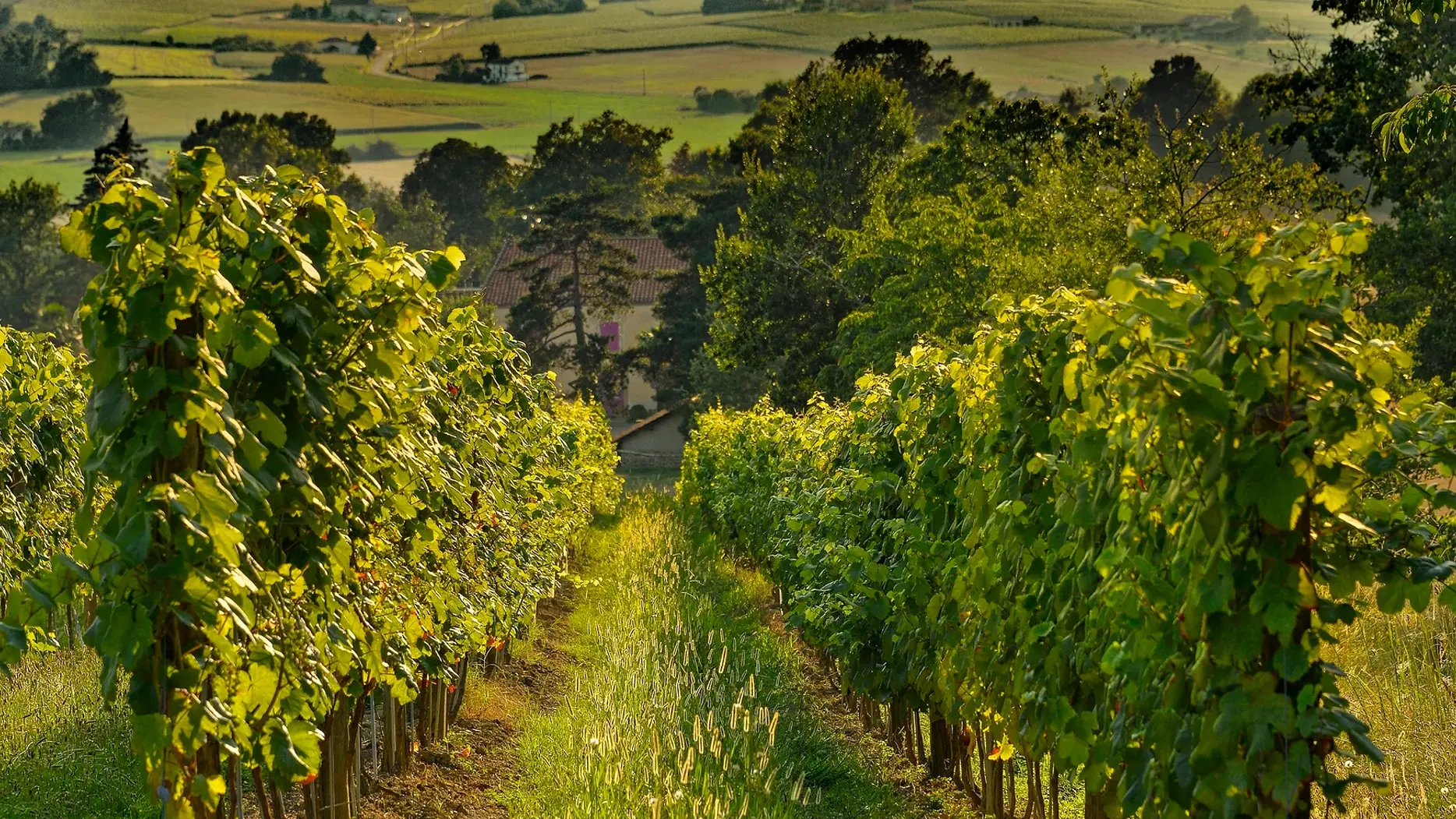 Vigne Madiran © Domaine du Moulié