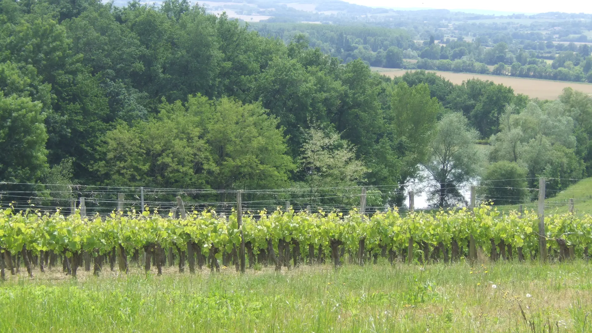 Vignes 1 © Domaine la Rose