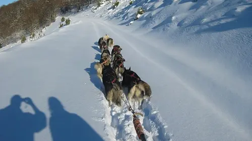 attelage-altitude-chiens-traineaux-payolle