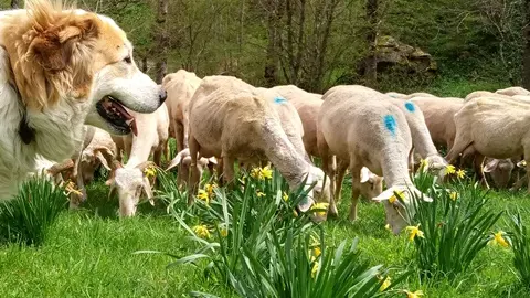 brebis et chien-ferme des carlines WEB