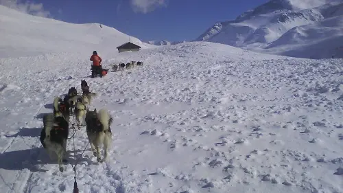 chiens-de-traineaux-hautes-pyrenees